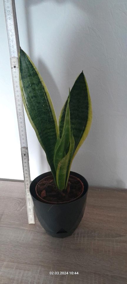 Bogenhanf pflegeleichte Zimmerpflanze Sansevieria trifasciata . in Lengefeld