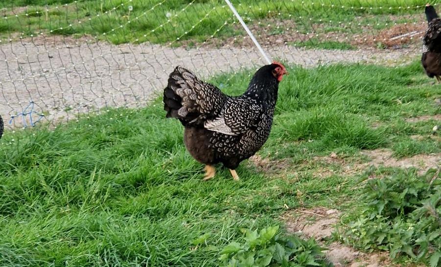 Bio Bruteier Barnevelder Silber schwarz doppelgesäumt, Zuchttiere in Morschen