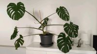 Monstera ca. 1m hoch *neues Blatt*  Hessen - Hohenroda Vorschau