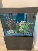 Aquarium komplett inklusive vieler Fische günstig abzugeben Frankfurt am Main - Ostend Vorschau