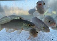 Schleien, Biotopfische Bayern - Hausen Oberfr. Vorschau