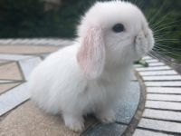 Mini Lop Zwergwidder Zwergkaninchen Häsin aus Zucht Saarbrücken-Halberg - Eschringen Vorschau