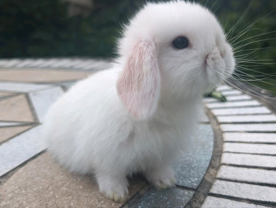 Mini Lop Zwergwidder Zwergkaninchen Häsin aus Zucht in Saarbrücken