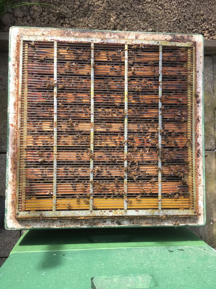 Bienenvolk Carnica auf 2 Zargen DNM in Thalhausen