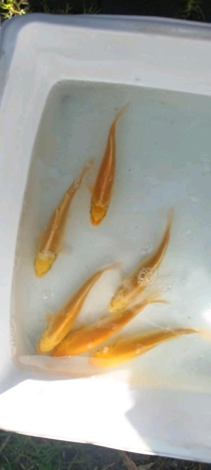 ♥♥Yamabuki Kois super gold Gelb einmalig top Farben Koi Teich♥♥♥♥ in Berlin