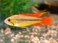 Kakadu Zwergbuntbarsch 3-4cm Apistogramma cacatuoides 8,90€ Baden-Württemberg - Rangendingen Vorschau