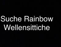 Suche Rainbow Wellensittich Baden-Württemberg - Tamm Vorschau