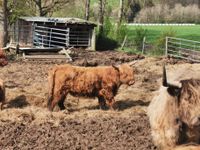 Schottisches Hochlandrind Highland Cattle Bulle Absetzer Nordrhein-Westfalen - Kirchhundem Vorschau