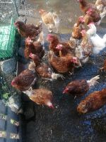 Hühner zu verkaufen Niedersachsen - Adendorf Vorschau