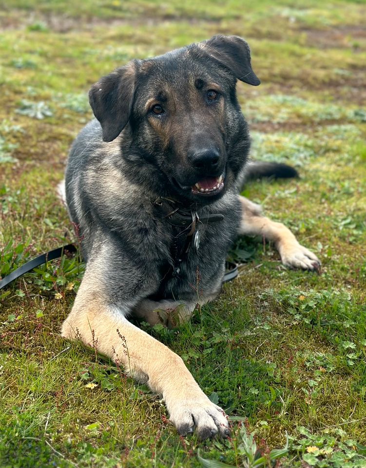 Fenrir, Rüde kastriert, ca 1,5 Jahre, ca 75 cm in Wegberg