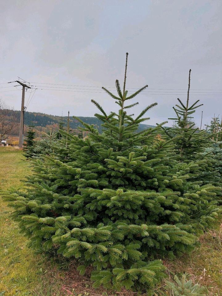 Weihnachtsbäume ungespritzt natürlich Bio Qualität in Dippoldiswalde