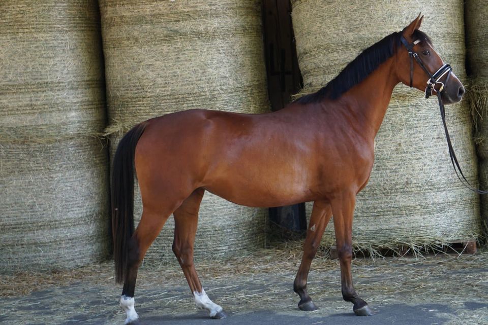 Deutsches Reitpony in Hamburg