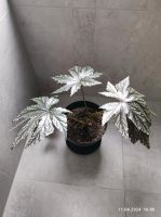 Begonia pflanze zu verkaufen Nordrhein-Westfalen - Ruppichteroth Vorschau