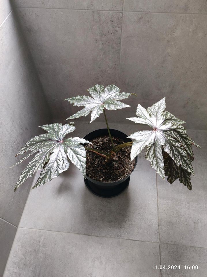 Begonia pflanze zu verkaufen in Ruppichteroth