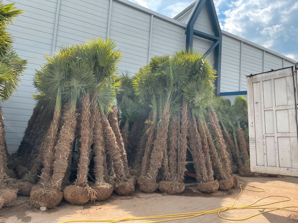 Trachycarpus 2er Multistamm Mehrstämmige Palme Fortunei in Ettenheim