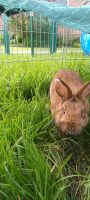 Zwergkaninchen Nordrhein-Westfalen - Wadersloh Vorschau