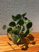 Pilea peperomioides Zimmerpflanze Baden-Württemberg - Remchingen Vorschau