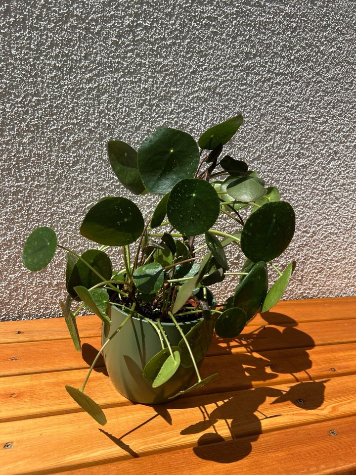 Pilea peperomioides Zimmerpflanze in Deidesheim