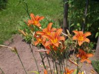 Taglilie Hemerocallis, Blühfarbe orange, winterhart Sachsen - Kreischa Vorschau