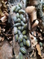 Armadillidium gestroi Asseln Bielefeld - Bielefeld (Innenstadt) Vorschau