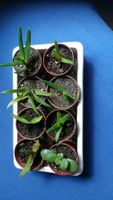 Aloe Vera,  Geldbaum , Oster Kaktus, etc Ableger mini, 1 Euro Bayern - Rosenheim Vorschau