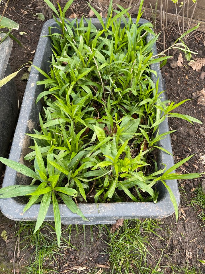 Stauden Pflanzen Bauerngarten Goldrute in Bedburg