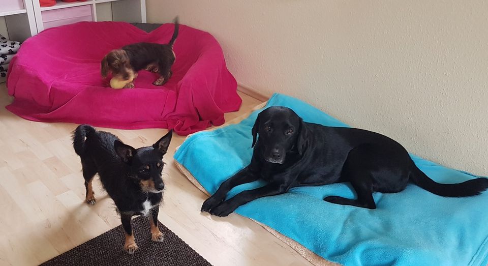 Katzenbetreuung,Hundebetreuung,Katzensitter,Gassi-Service in Selmsdorf