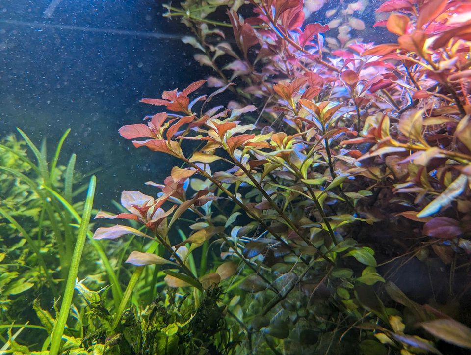 Ludwigia repens, rote Wasserpflanze, Aquariumpflanzen, Ableger in Flintbek