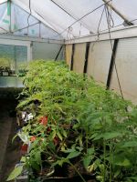 15 Sorten Tomatenpflanzen Nordrhein-Westfalen - Bornheim Vorschau