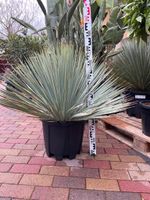 Yucca rostrata, winterharte Palmlilie Thüringen - Straußfurt Vorschau