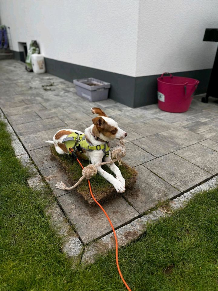 SUELA Mischling Tierschutz Hund Hündin Junghund in Tegernheim