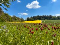 Putzfee gesucht Baden-Württemberg - Straßberg Vorschau