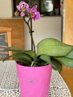 Orchidee mit Übertopf Baden-Württemberg - Kornwestheim Vorschau