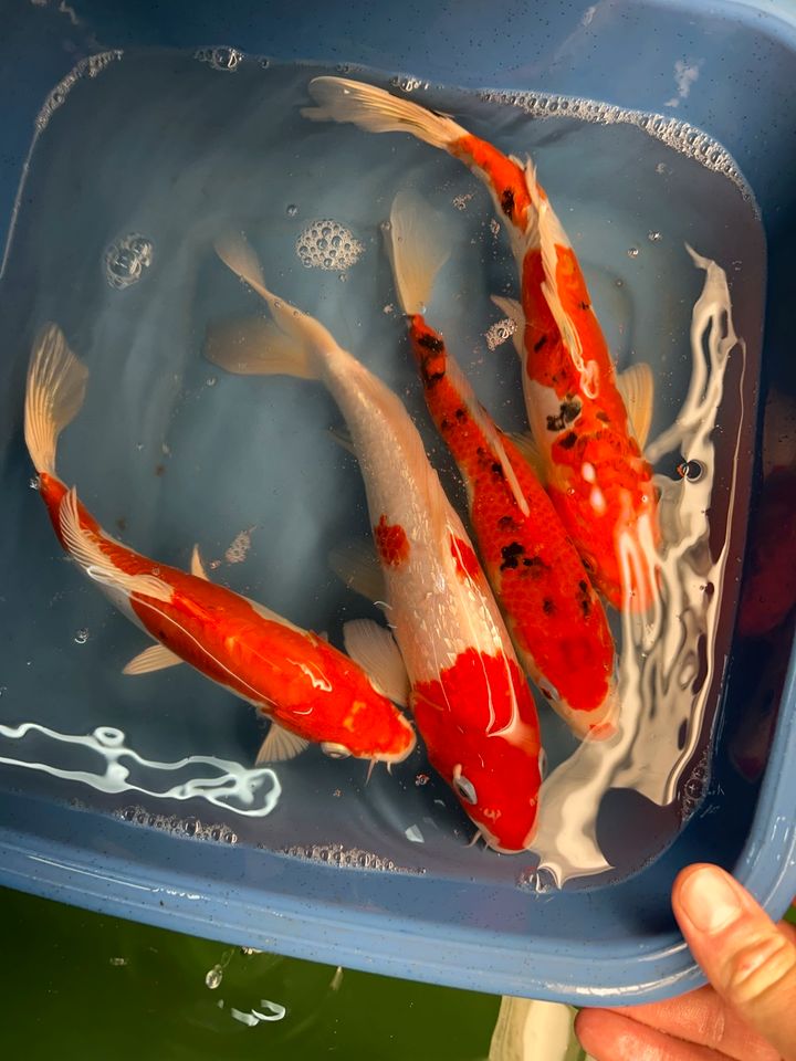 Koi Showa Sanke Kohaku Kujaku Utsuri 25-30cm  Karpfen in Rangendingen