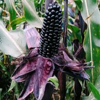 Lila Mais Pflanzen (Purble Corn) Sachsen - Meerane Vorschau