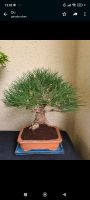 Reduziert! Japanische Schwarzkiefer Bonsai Pinus Thunbergii Baden-Württemberg - Mannheim Vorschau