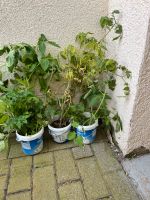 Tomatenpflanzen zu verschenken Baden-Württemberg - Reilingen Vorschau