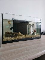 Aquarium set 60 liter Bayern - Augsburg Vorschau