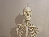 Anatomisches Skelett lebensgroß mit Gebiss Bayern - Fürstenfeldbruck Vorschau
