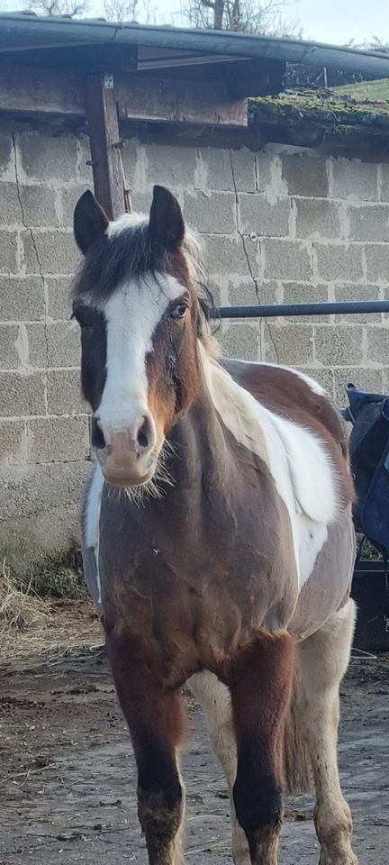 Lewitzer Mix Reitpony in Öhringen