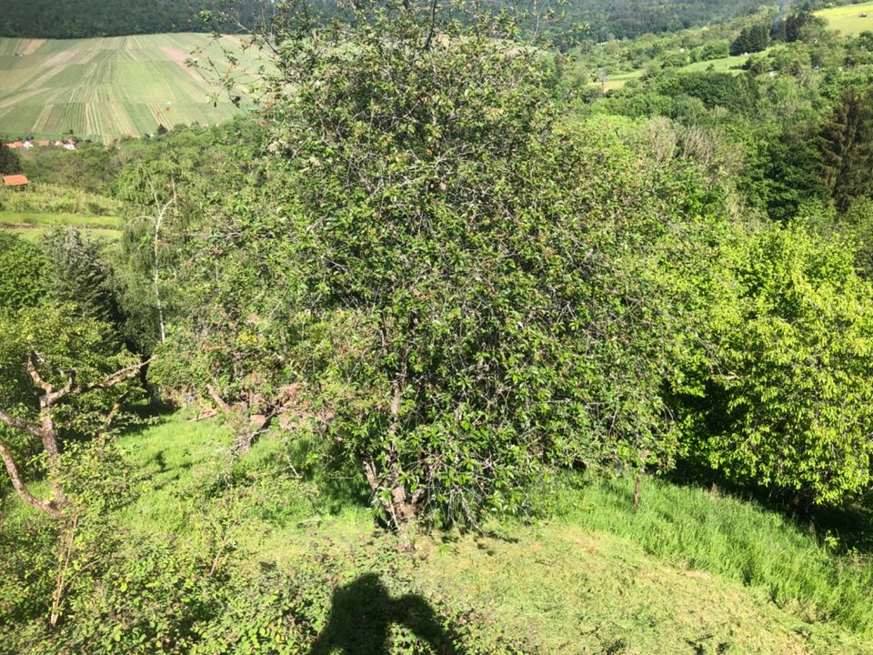 Garten mit Südseite in Esslingen