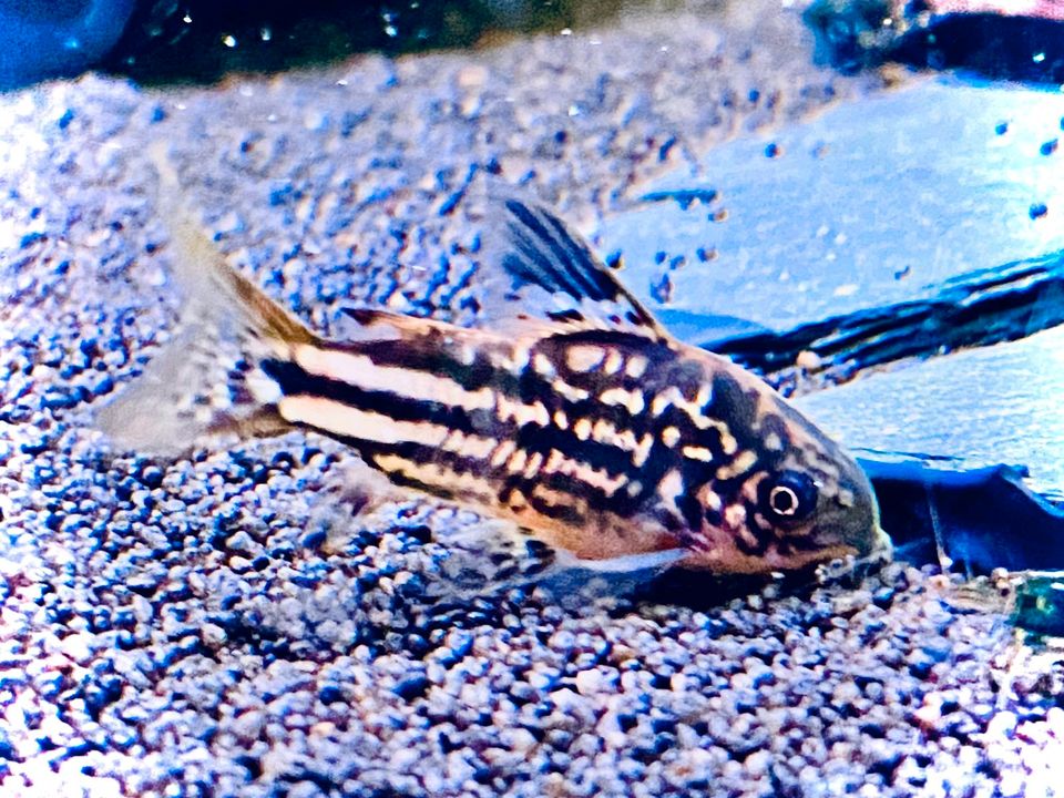 Corydoras Napoensis Napo kleiner Panzerwels - Wels in Bottrop