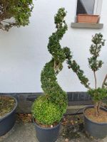 Buchsbaum Buxus semp. Spirale 140 cm Nordrhein-Westfalen - Simmerath Vorschau