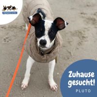 PLUTO Ratonero Bodeguero Andaluz Terrier Rüde Tierschutz Hund Hessen - Schlüchtern Vorschau