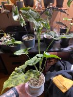 Syngonium Mottled Mojito Zimmerpflanze Saarland - Beckingen Vorschau
