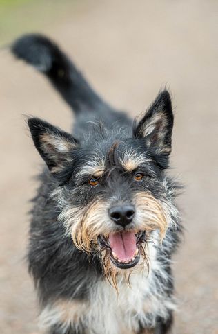 Tierschutz - Der Picard-Mix Chuma sucht ein liebevolles Zuhause! in Hamburg