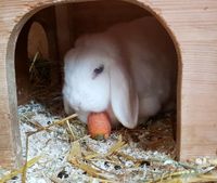 Kaninchen mit Stall, Zwergwidder weiblich 5 Jahre Dresden - Pieschen Vorschau