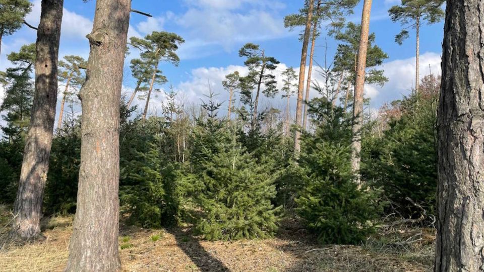 4 Flächen im Jerichower Land, Wald, Forst; SachsenAnhalt in Sachsen