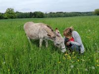 Eselfreund sucht Esel Beteiligung München Norden Kr. München - Oberschleißheim Vorschau