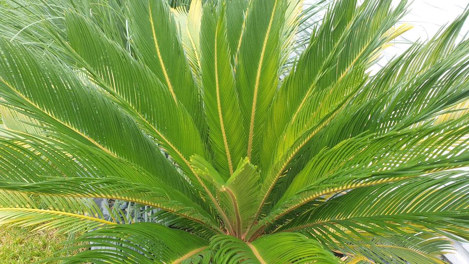 CYCAS REVOLUTA japanischer Palmfarn Sagopalme frische Wedel in Niederdorfelden